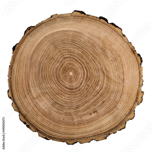 Cut, slice, section of tree wood isolated on a white background. Macro shot of a cut tree with annual rings. Stump, trunk of an old tree.