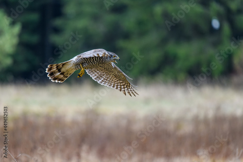 The northern goshawk (Accipiter gentilis) in flight over a field in autumn. Outstretched wings, open beak, screaming, fast-flying bird on the hunt.