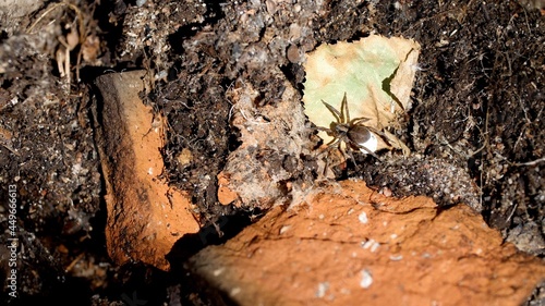 Large spider with egg in the wild crawls on the ground and bark of trees. Spider carries an egg sac on the back of its stomach. Nature close up 