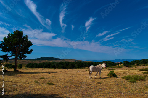 koń zwierze biały niebo chmury łąka 