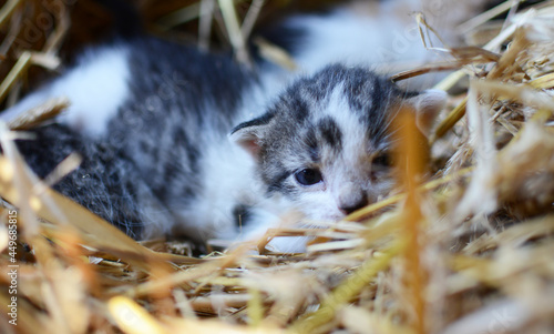 Two tiny two or three weeks old kittens with tricolor fur with spotted patches. They are lie on straw in old barn.