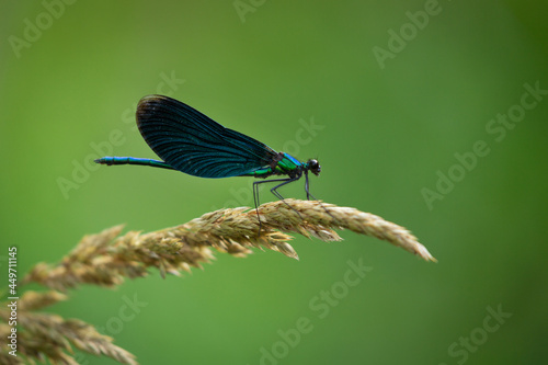 dragonfly with blue wings on green background