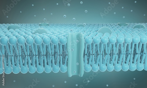 Cell membrane structure , Lipid bilayer 3d illustration