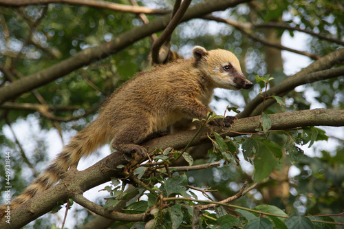 Jugendlicher Südamerikanischer Nasenbär (Nasua nasua) erklettert abenteuerlustig einen Baum