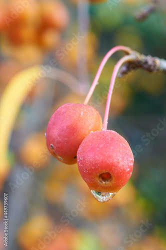 Rajskie jabłka skute lodem w pierwszy mroźny poranek, już nie jesień, jeszcze nie zima.