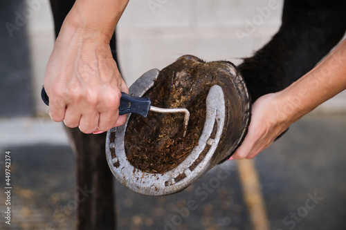 Detail of horse owner hands cleaning horse hoof with a hoof picker.