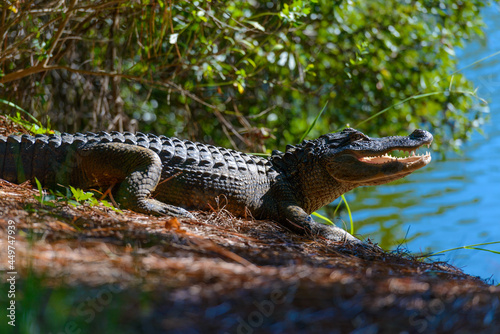Hilton Head Island, South Carolina, Aligator