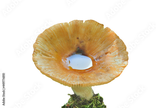 Edible mushroom russula (Russula pectinata)