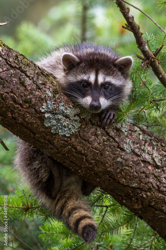young raccoon hanging on a branch