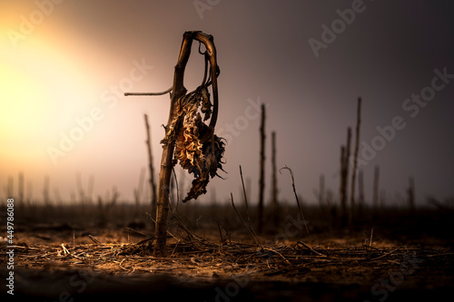 Dead, brown, sunflower in a fallow field at sunset. The scene is very apocalyptic, and feels like the end of the world. There entire scene is very dramatic, moody and barren. 