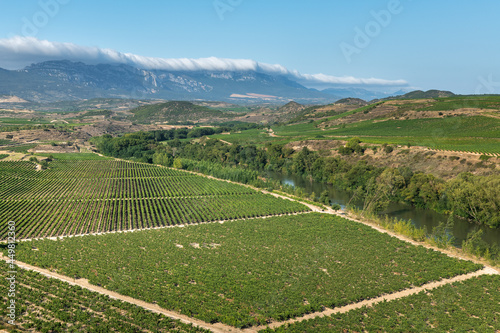 Vineyards with Cantabria mountain range as background, La Rioja, Spain