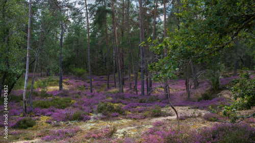 mauve heather in the Forest of Sologne