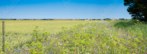 corn field and summer flowers under blue sky on the dutch island of texel under blue summer sky