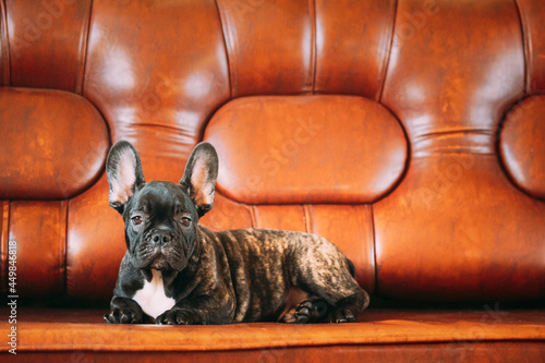 Funny Young Small Black French Bulldog Dog Puppy Lying On Sofa. Funny Dog Baby With Beautiful Black Snout Eyes Bulldog Puppy Dog. Adorable Bulldog Puppy