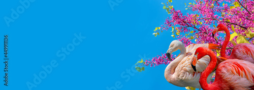 Banner with beautiful red and rosy flamingos in pink cherry flowers at blossom isolated at blue sky solid background with copy space, closeup, details. Love, care, dating and glamour concept.