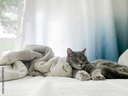 A beautiful gray cat is lying on the owners bed, comfortably settled, with its paws outstretched. Copy space