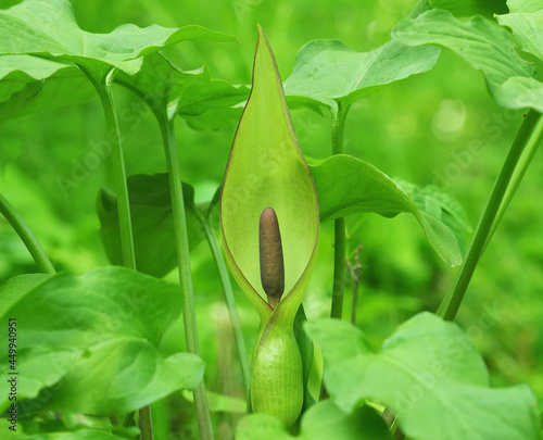 Flower of Lord and ladies or snakeshead plant, Arum maculatum