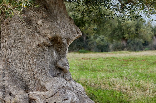 The thinking tree has its roots in Ginosa (Puglia, Italy) for about 1500 years