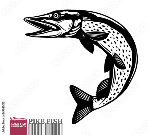 Vector jumping pike fish illustration isolated on a white background