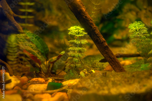 Podwodne rośliny