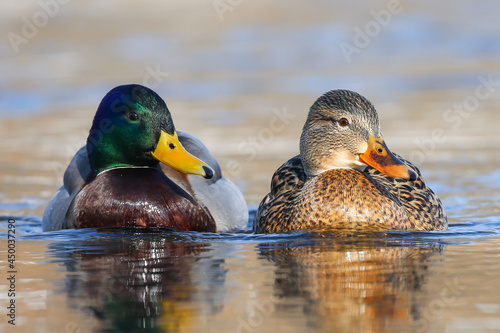 A pair of mallard ducks male (right) and female (left) in a mating robe 