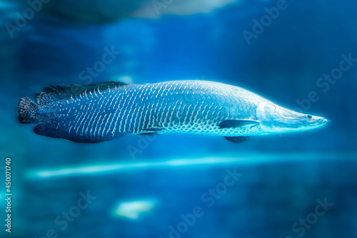 Arapaima gigas, predatory fish in blue water also known as pirarucu, is a species of arapaima native to the basin of the Amazon River. Once believed to be the sole species in the genus, it is among