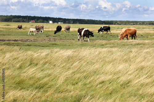 Piękny pejzaż z widokiem na pastwisko i pasące się krowy. 