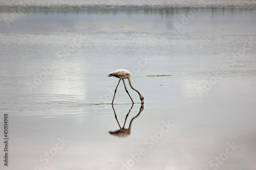flamingo na ria formosa