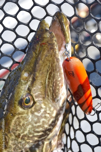A northern pike in a net with a Dardevle lure 