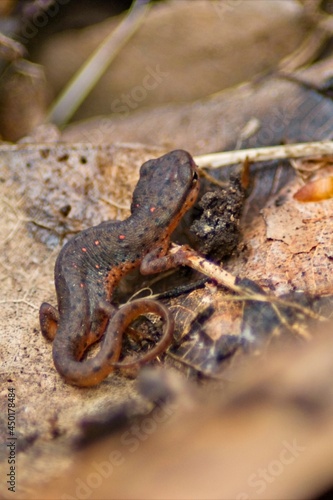 An Eastern Newt walks along a leaf covered forest floor in southern Illinois.