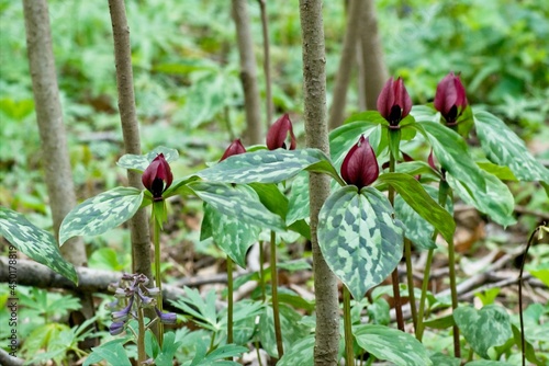 Trillium grows in the shade of a dense forest during the cool days of spring.