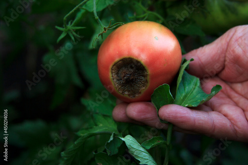 Disease of tomatoes. Blossom end rot on the fruit. Damaged red tomato in the farmer hand