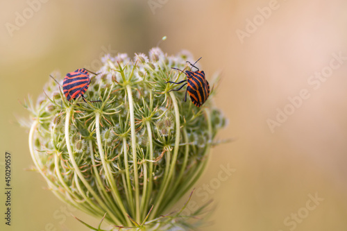 Shield bug (Graphosoma lineatum) also known as the Italian striped bug, the minstrel bug, the black and red striped bug. It is sitting on the flower buds of a wild carrot (Daucus carota).