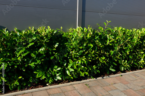 An evergreen shrub in front of a fence of light wood planks will improve the opacity of the street