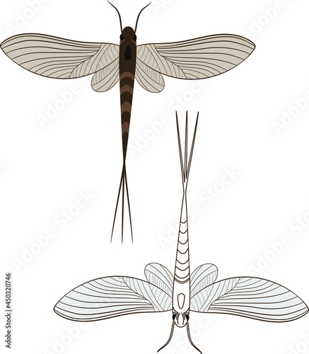 Realistic Illustration of Mayfly or shadfly or fishfly Insect. Isolated on White Background. Insects Bugs Worms Pest and Flies.