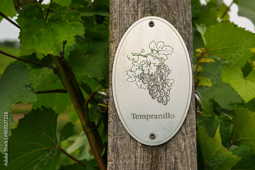 Vine plants with a "Tempranillo" sign on a vineyard. Tempranillo is a dark grape variety of vitis vinifera.