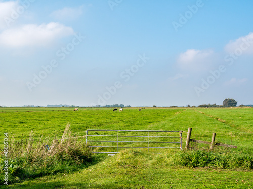 Rural view of pasture with grazing cows, polder on countryside of Friesland, Netherlands