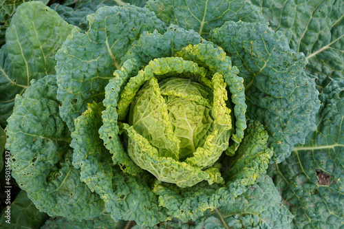 A fresh Savoy cabbage head in a garden