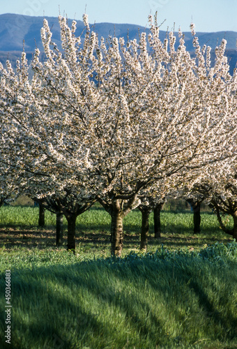 Cerisier, Prunus cerasus, fleurs, printemps, Verger, Luberon, Vaucluse, 84