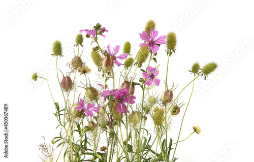 Garden flowers in late summer isolated on white background. Flowers with seed heads left after flowering.