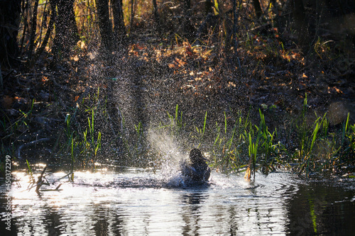 Jesienna kąpiel kaczki krzyżówki w rzece. Rozpryskane krople wody, ruch, dynamika, pod światło.