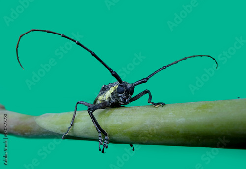 Batocera rubus is a species of beetle in the family Cerambycidae.