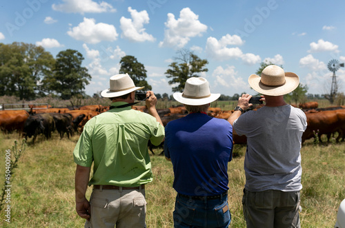 criadores mirando sus vacas