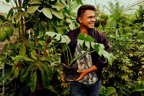 Young latino gardener holding a monstera deliciosa, ceriman plant, smiling to the side in a greenhouse surrounded by plants