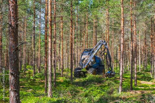 Forestry thinning with a harvester in a forest