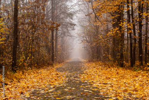 Jesienna droga, Podlasie, Polska