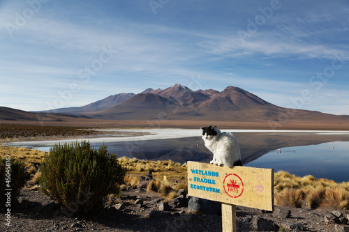 Katze sitzt auf einem Warnschild vor einem See im Hintergrund Berge