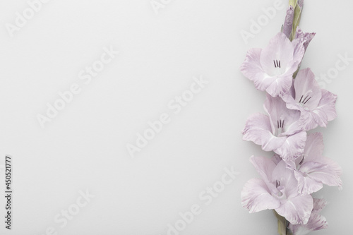 Fresh gladiolus flower on light gray table background. Closeup. Condolence card. Empty place for emotional, sentimental text, quote or sayings. Top down view.