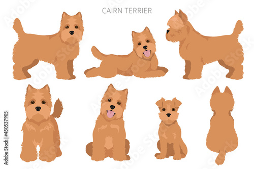 Cairn terrier clipart. Different poses, coat colors set