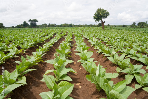 Young tobacco plants growing during the rainy season in the village of Mombala (Mambala), Malawi, Africa